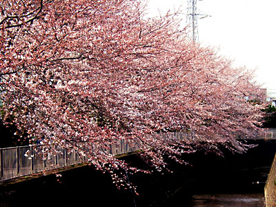 日々雑感 - DoromPATIO