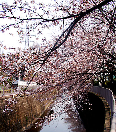 日々雑感 - DoromPATIO