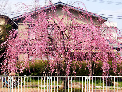 日々雑感 - DoromPATIO