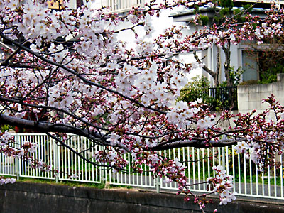 日々雑感 - DoromPATIO