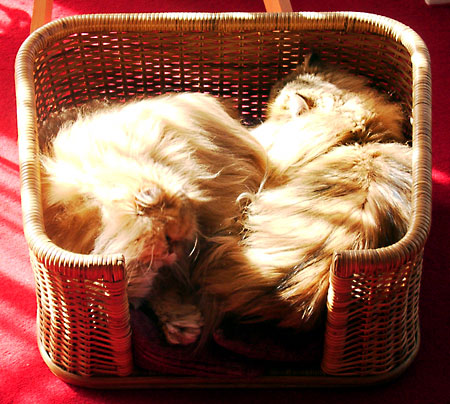 日々雑感 - DoromPATIO