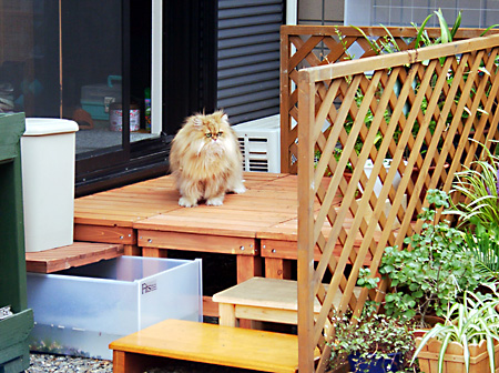 日々雑感 - DoromPATIO