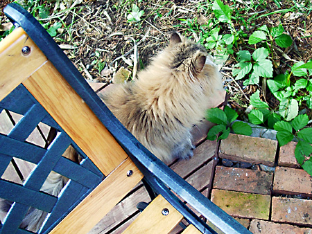 日々雑感 - DoromPATIO