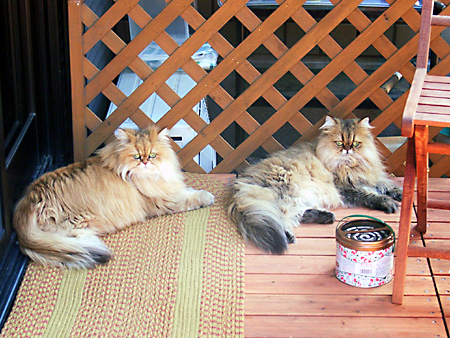 日々雑感 - DoromPATIO