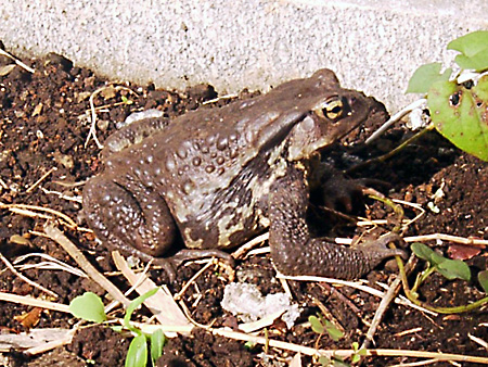 日々雑感 - DoromPATIO