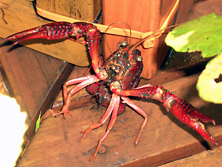 日々雑感 - DoromPATIO