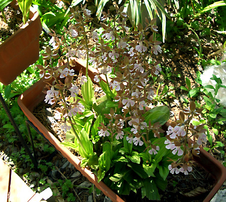 日々雑感 - DoromPATIO