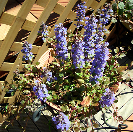 日々雑感 - DoromPATIO