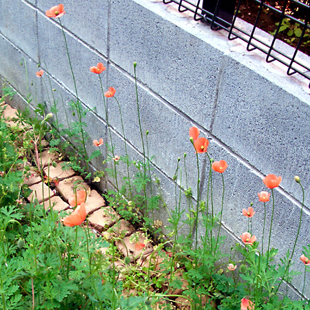 日々雑感 - DoromPATIO