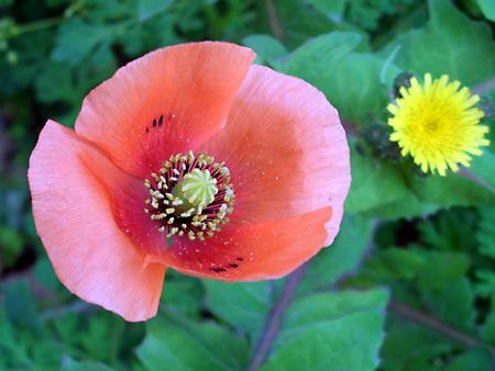 日々雑感 - DoromPATIO