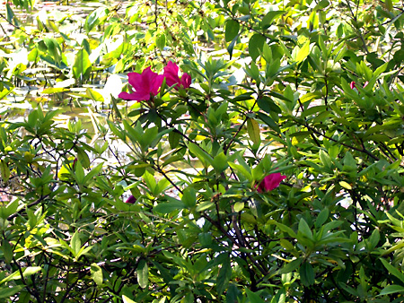 日々雑感 - DoromPATIO