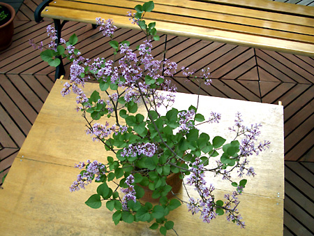 日々雑感 - DoromPATIO