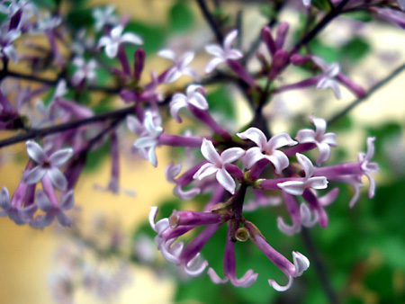 日々雑感 - DoromPATIO