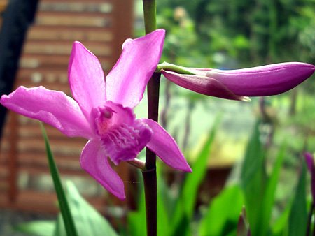 日々雑感 - DoromPATIO