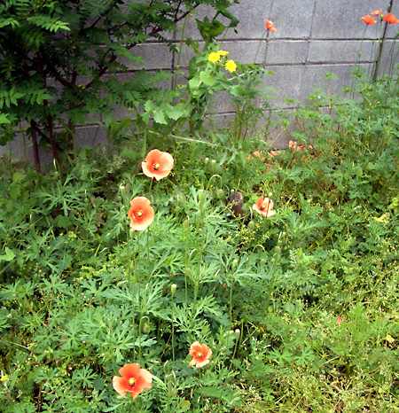 日々雑感 - DoromPATIO