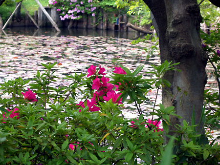 日々雑感 - DoromPATIO