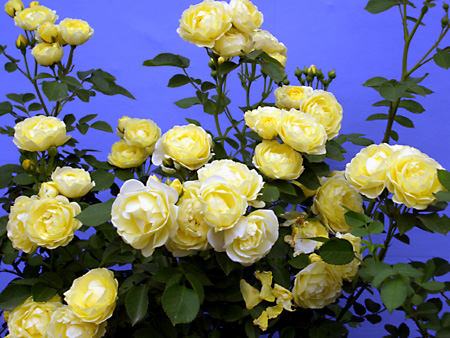 日々雑感 - DoromPATIO