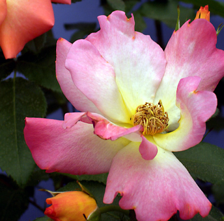 日々雑感 - DoromPATIO