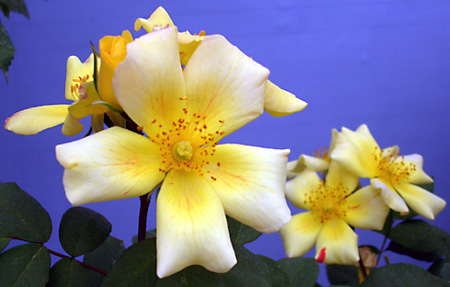 日々雑感 - DoromPATIO