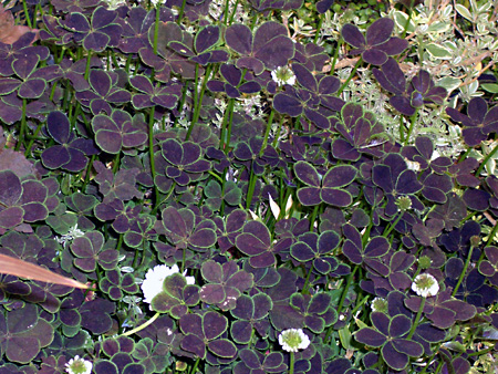 日々雑感 - DoromPATIO