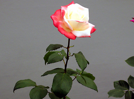 日々雑感 - DoromPATIO