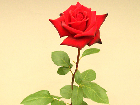 日々雑感 - DoromPATIO