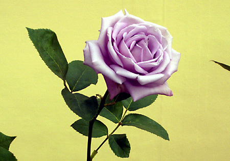 日々雑感 - DoromPATIO