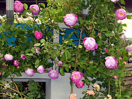 日々雑感 - DoromPATIO