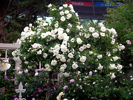 日々雑感 - DoromPATIO