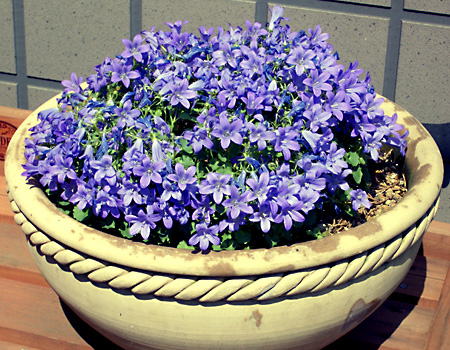 日々雑感 - DoromPATIO