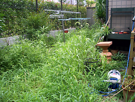 日々雑感 - DoromPATIO