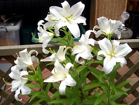 日々雑感 - DoromPATIO