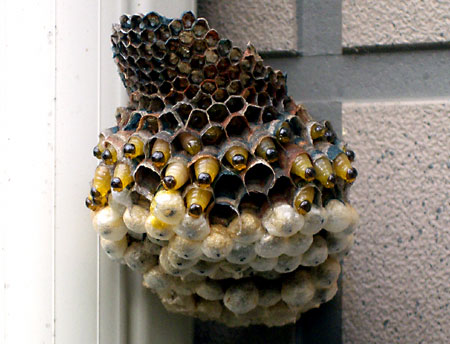 日々雑感 - DoromPATIO