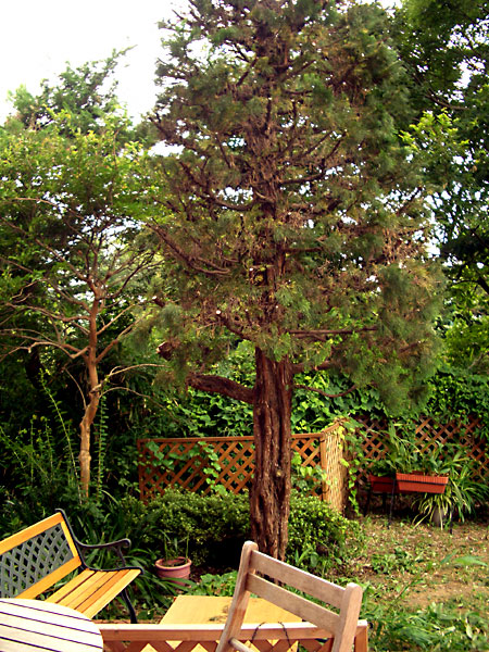 日々雑感 - DoromPATIO