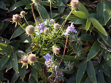 美ヶ原高原、上高地、愛知万博
