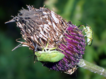 美ヶ原高原、上高地、愛知万博