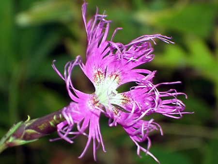 美ヶ原高原、上高地、愛知万博