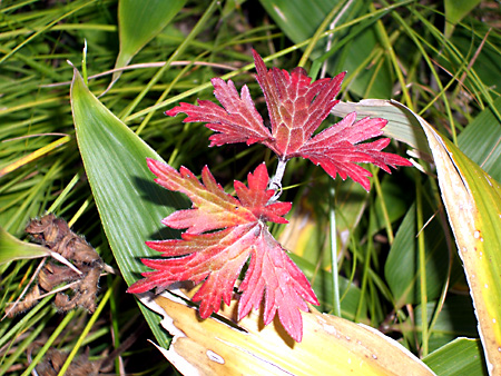 美ヶ原高原、上高地、愛知万博
