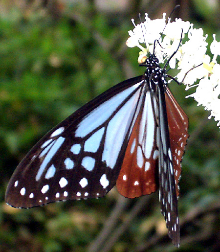 美ヶ原高原、上高地、愛知万博