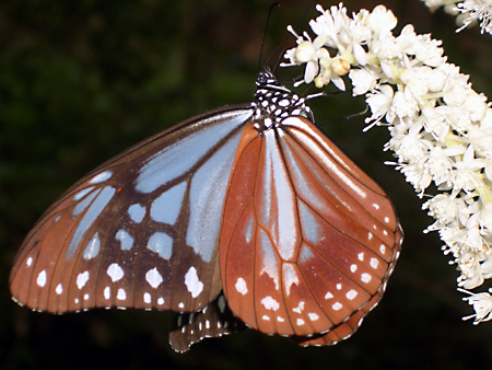 美ヶ原高原、上高地、愛知万博