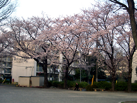 桜