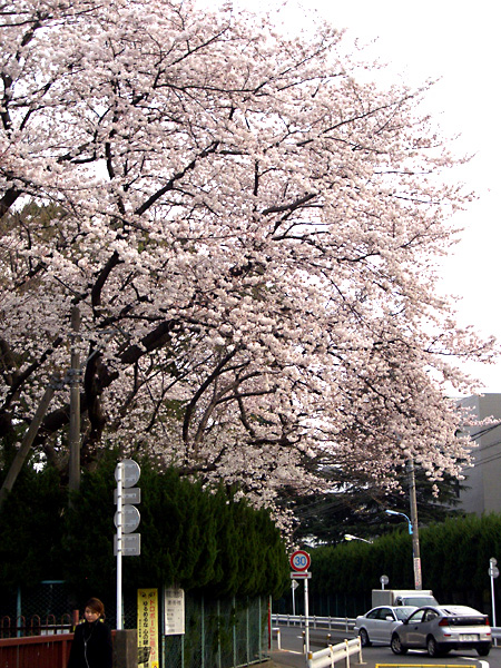 桜