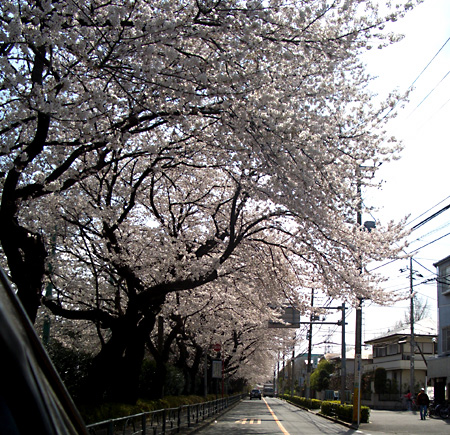 桜