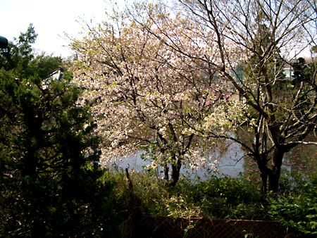 日々雑感 - DoromPATIO