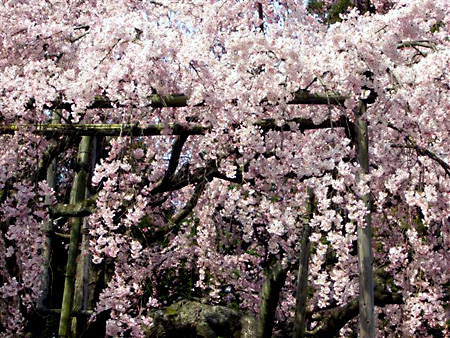 日々雑感 - DoromPATIO