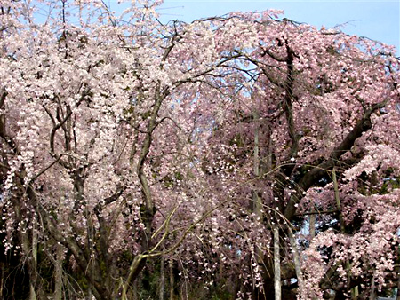 日々雑感 - DoromPATIO