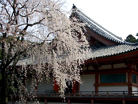 日々雑感 - DoromPATIO