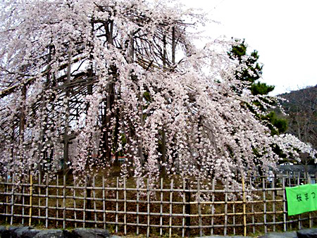 日々雑感 - DoromPATIO