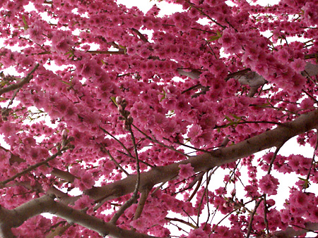 日々雑感 - DoromPATIO