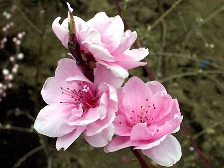 日々雑感 - DoromPATIO